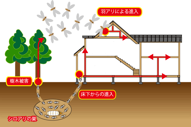 シロアリの侵入経路