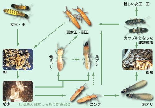 シロアリの生態・種類