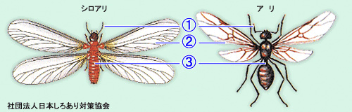 シロアリとアリの違い